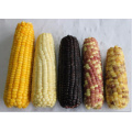 Nop EU Organic Frozen Sweet Corn on COB Whole/Cut Super Sweet From China